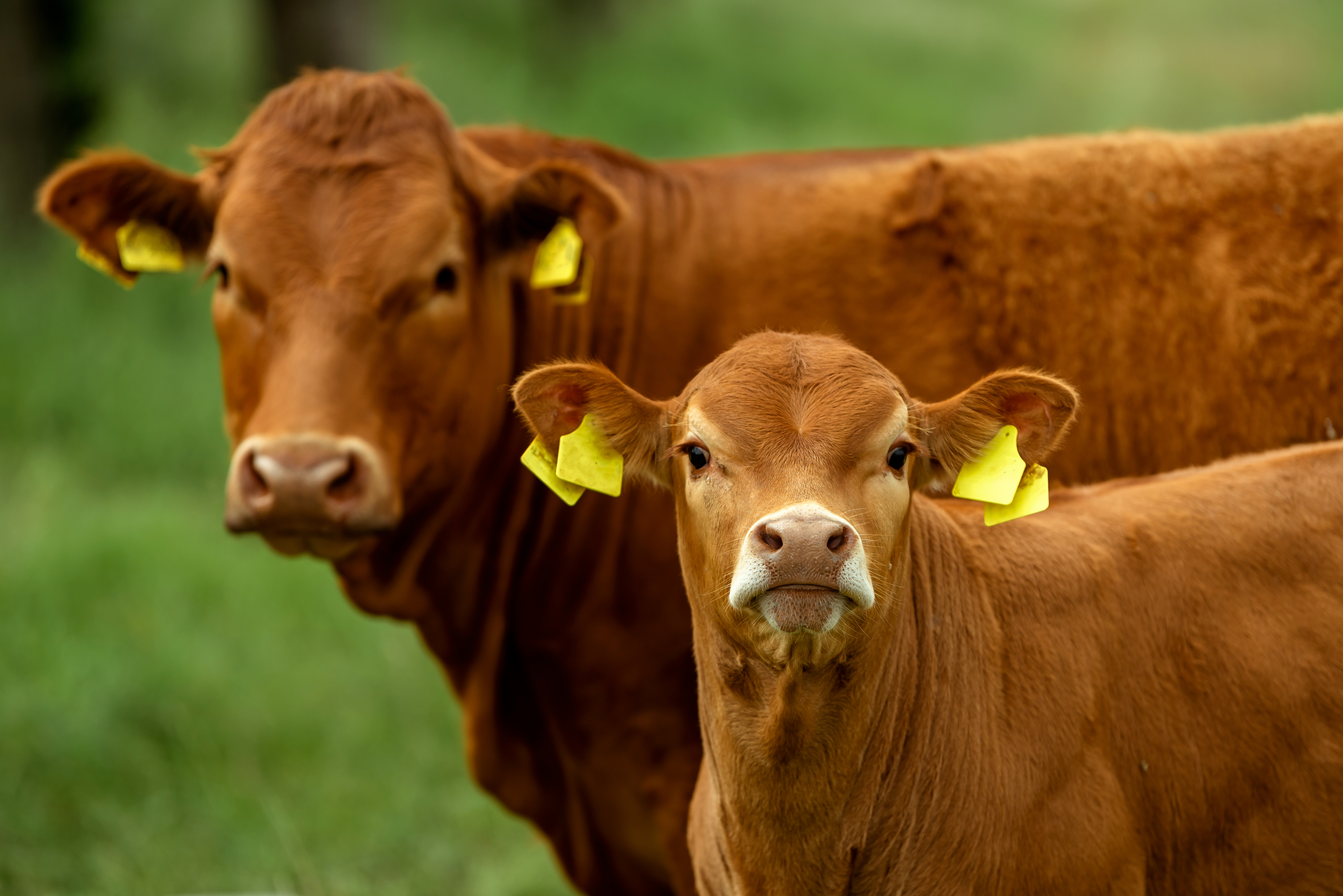 Grass-fed beef cattle