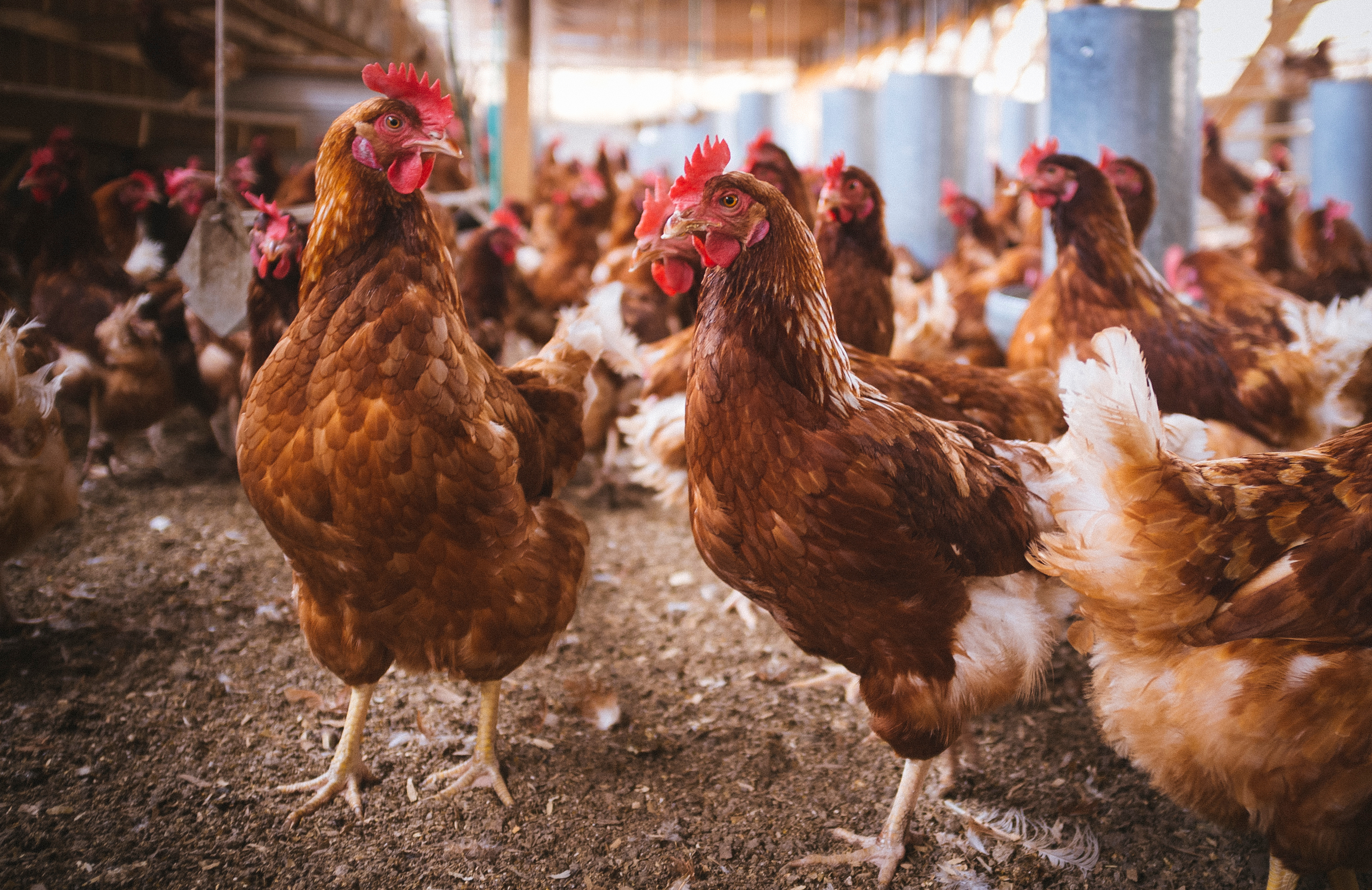Farm fresh eggs
