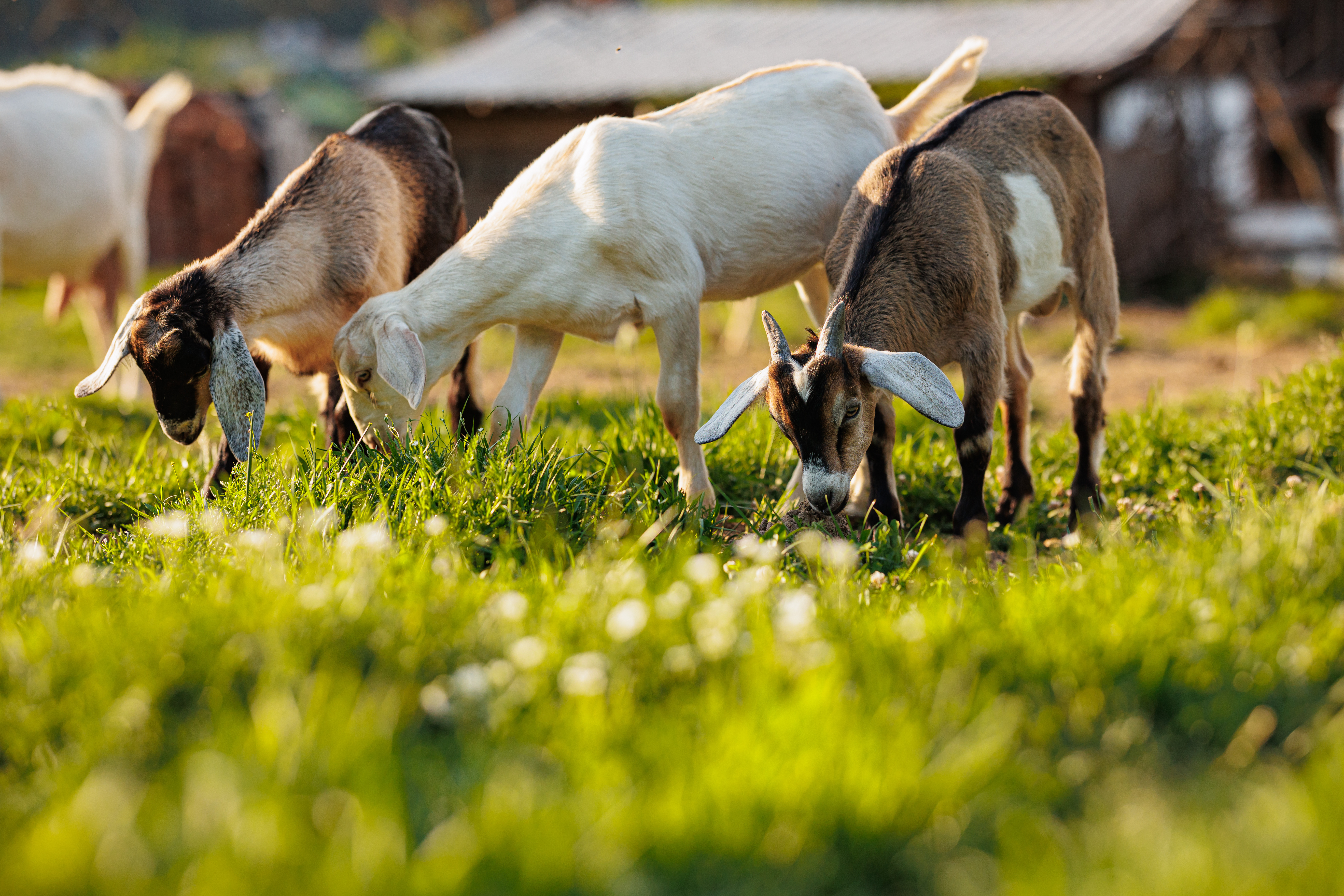 Farm goats