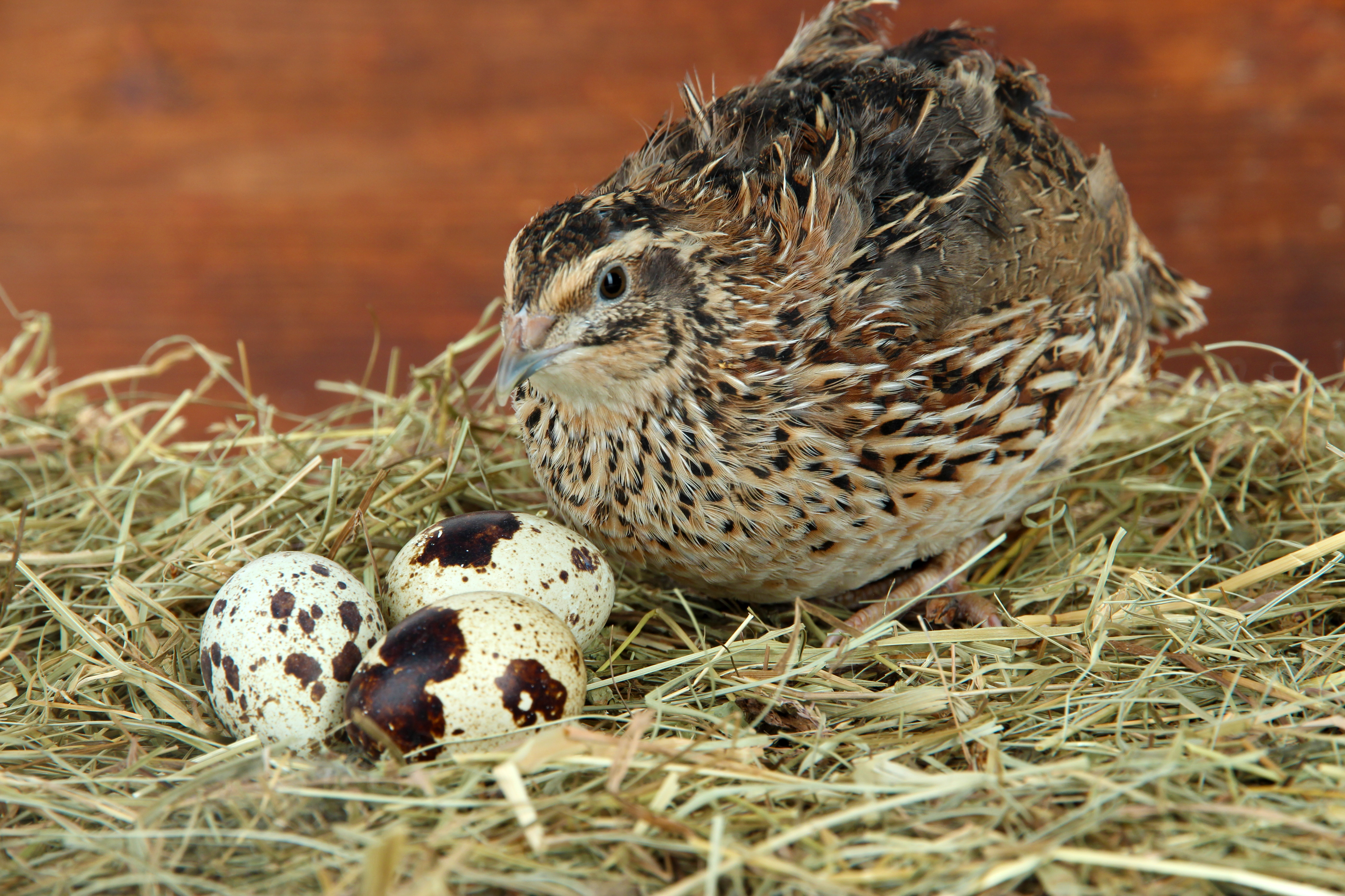 Farm quail