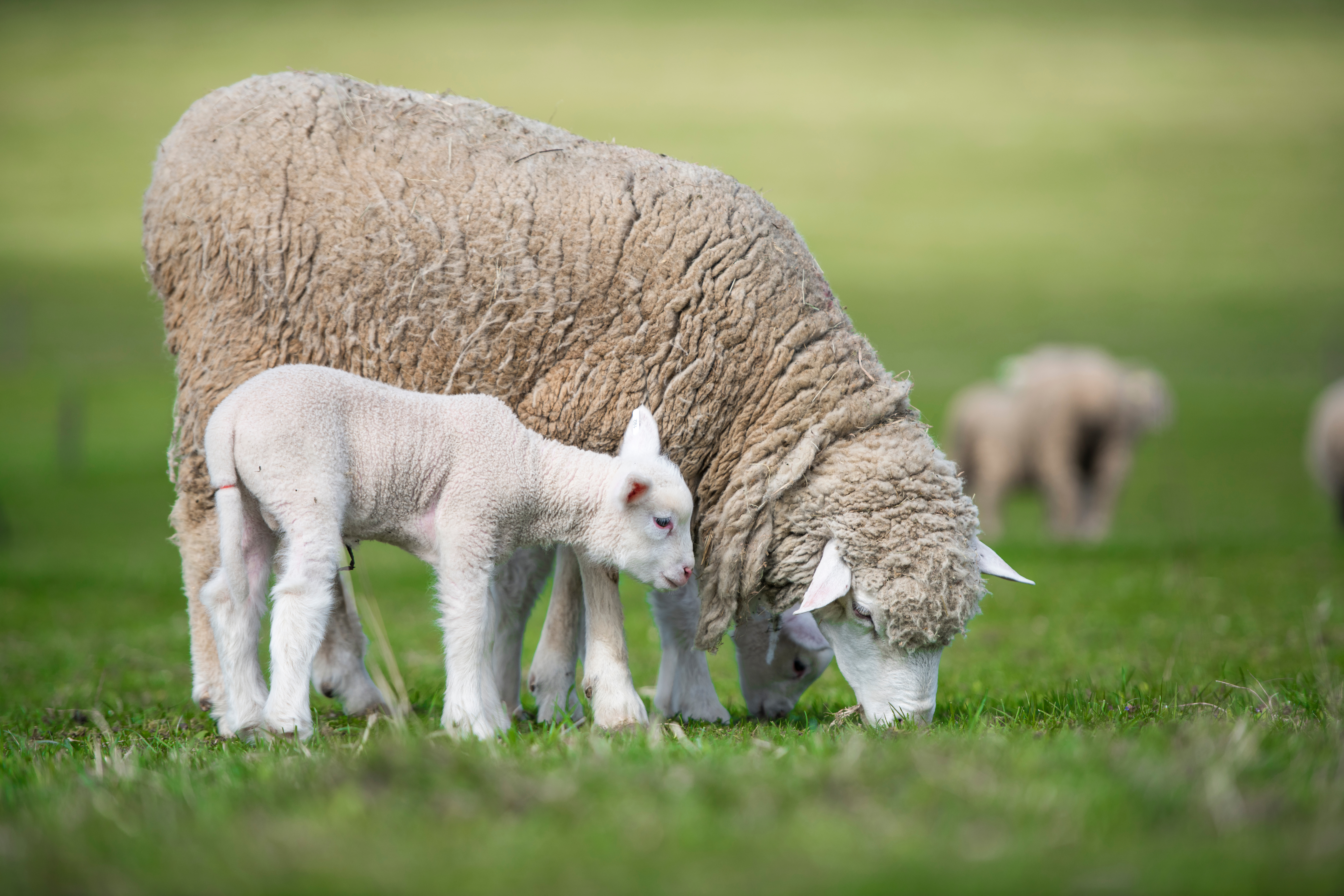 Lambs and sheep