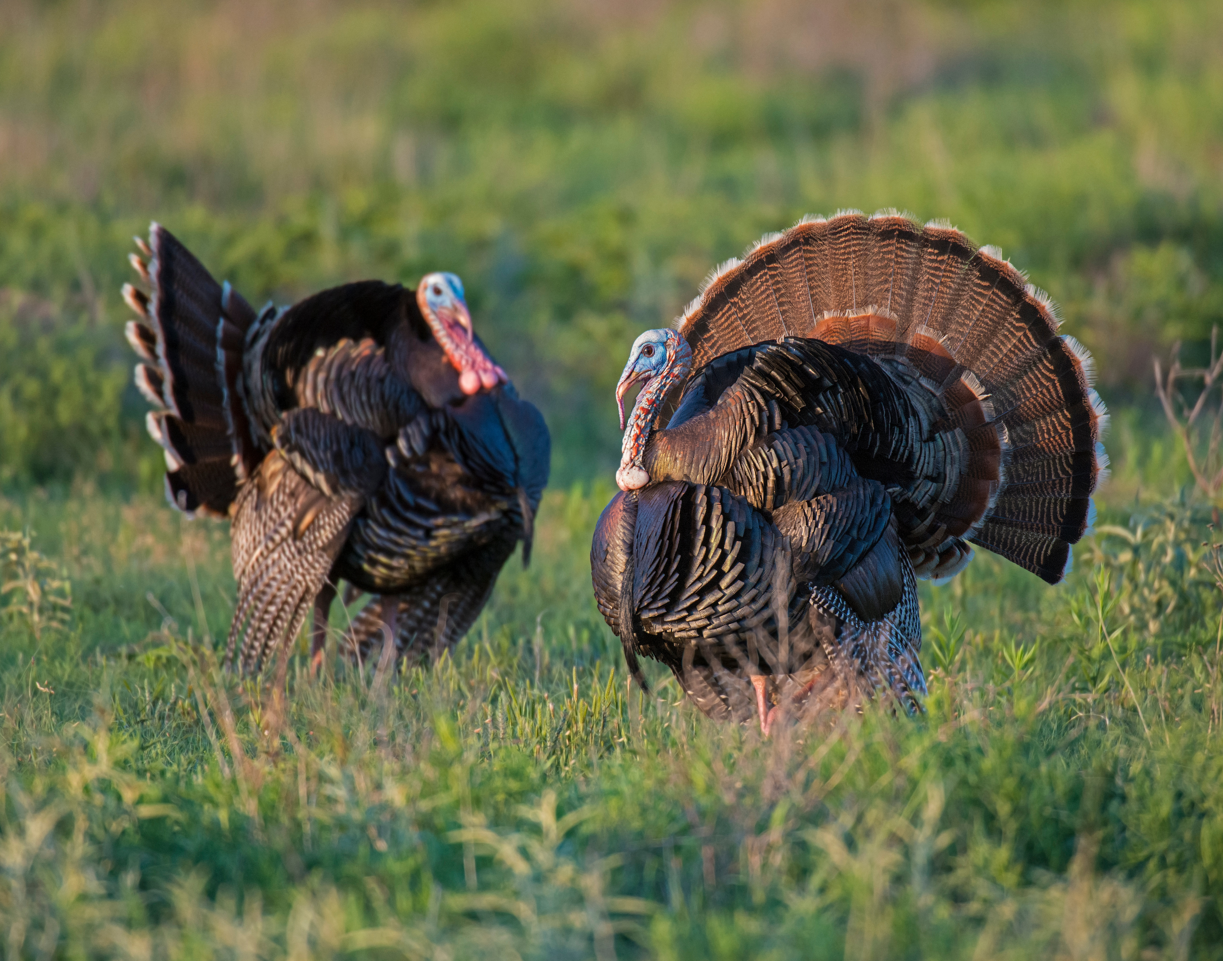 Farm turkeys